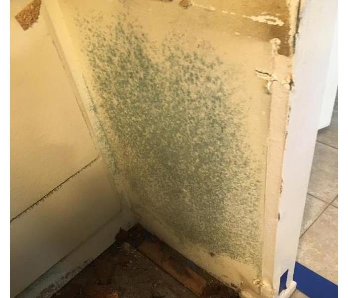 patch of mold growth on a the wall behind the client's refrigerator 