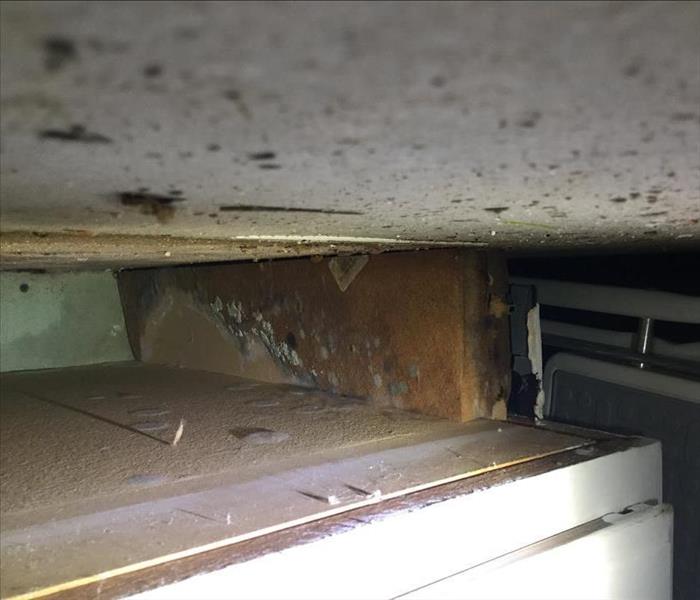 mold growth under cabinet space
